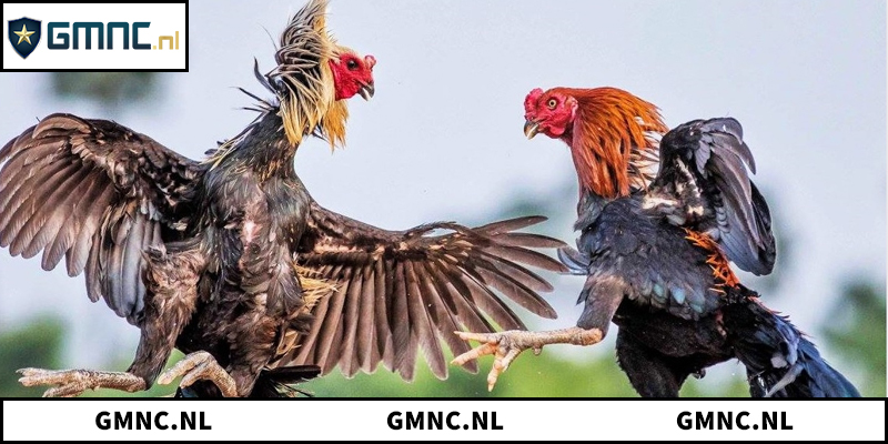 Giới thiệu đấu trường gà đá chuyên nghiệp tại Campuchia