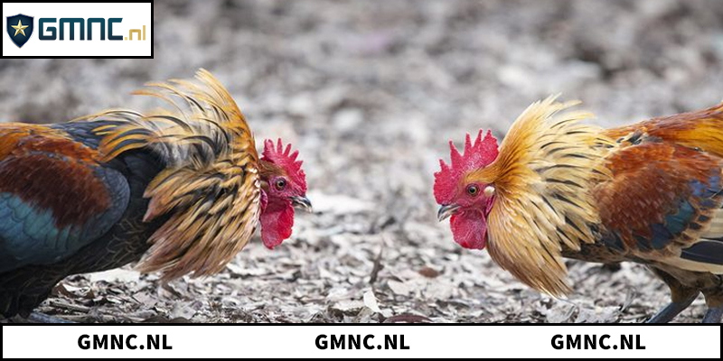 Giới thiệu đấu trường gà đá chuyên nghiệp tại PhilippinesGiới thiệu đấu trường gà đá chuyên nghiệp tại Philippines